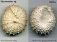 Phymosoma_sp